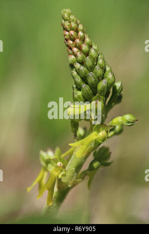 Blütenstand große Zwei-leaved listera ovata aus dem liliental in der Nähe von Ihringen am Kaiserstuhl Stockfoto