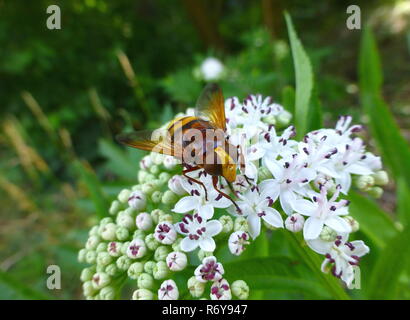 Schöne Hornet nachahmen hoverfly sitzen auf einer Anlage Stockfoto