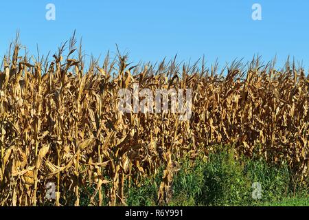 Maple Park, Illinois, USA. Ein maure Maisernte signalisiert den Beginn der Herbst und seine Bereitschaft für die Ernte auf einer Farm im mittleren Westen der Vereinigten Staaten. Stockfoto