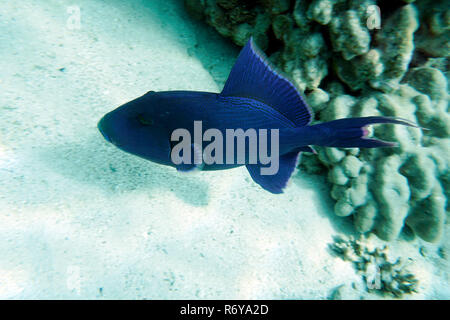 Blau gestreiften Drückerfische (pseudobalistes Fuscus), El Quseir, Ägypten Stockfoto