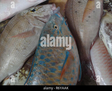 Frischen Fisch in einem orientalischen Markt angeboten Stockfoto