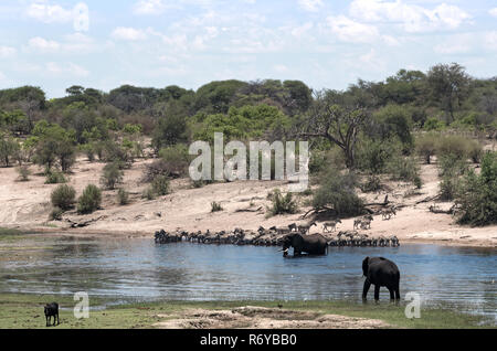 Elefanten und Zebras auf Boteti River im Makgadikgadi Pans National Park, Botswana Stockfoto