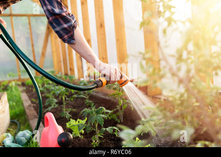 Bewässerung Sämling Tomatenpflanze im Gewächshaus Garten Stockfoto