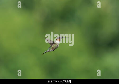 Männliche Ruby – Throated Kolibri im Flug. Stockfoto