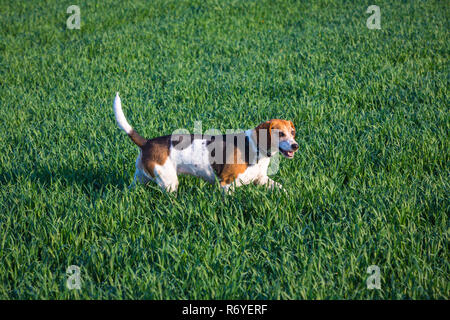 Beagel Meutehund lÃ¤uft durch ein Feld Stockfoto