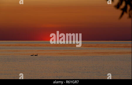 Passende paar Kanadagänse am Lake Ontario als Sonne mit dramatischen Farbe. Stockfoto