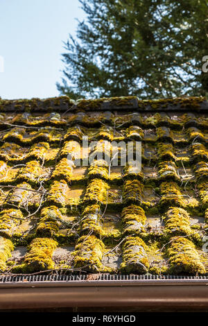 Moosbewachsenen Dach einer Hütte im Garten Stockfoto