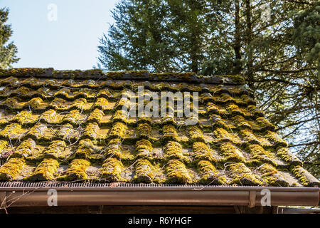 Moosbewachsenen Dach einer Hütte im Garten Stockfoto