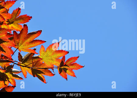 Schließen Sie die roten und gelben Acer Blätter über blauen Himmel Stockfoto