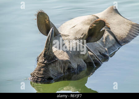 Mehr horned Rhinoceros baden in Bardia Nationalpark, Nepal Stockfoto