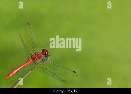 Männlichen Blut rot darter Sympetrum sanguineum Stockfoto