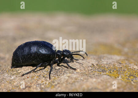 Veilchen öl Käfer oder Blau mayworm meloe violaceus Stockfoto