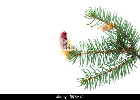 Junge Pine Cone auf weißem Hintergrund Stockfoto