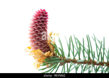 Junge Pine Cone auf weißem Hintergrund Stockfoto