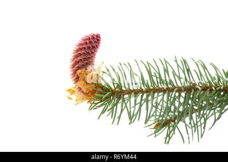 Junge Pine Cone auf weißem Hintergrund Stockfoto