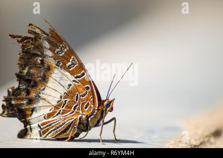 Braun und Weiß Schmetterling auf dem Boden in einem tropischen Garten Stockfoto