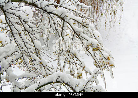 Crab Apple Tree abgedeckt im Schnee Stockfoto