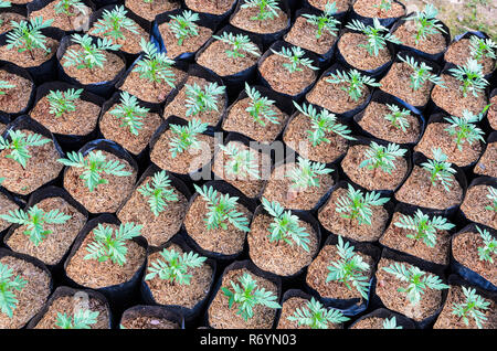 Gärtnerei der Mexikanischen marigold Flower mit Reis Spreu Stockfoto