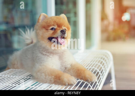 Cute pomeranian Hund lächelnd, glücklich pet Verlegung auf Stuhl warten Eigentümer im Cafe Stockfoto