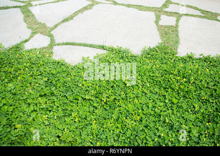 Schöne frische Green Bush Blätter Stockfoto