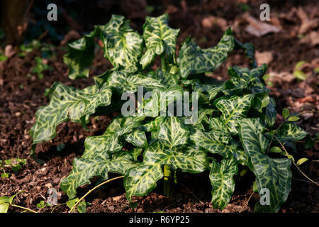 Blätter gefleckt Arum (arum maculatum) Stockfoto
