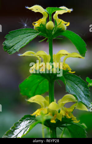 Golden deadnettle, gemeinsame golden Nettle (Lamium galeobdolon) Stockfoto