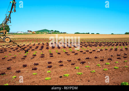 Biologische Landwirtschaft in Deutschland - GroÃŸanbau von Salat Stockfoto