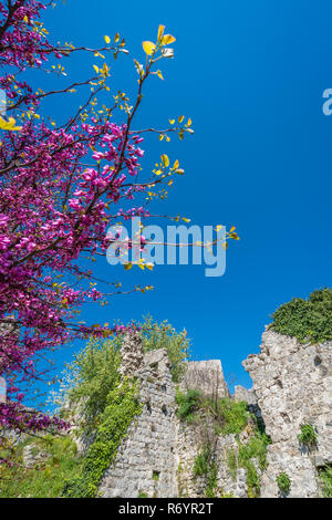 Lila Baum unter den Ruinen von Stari Bar Stockfoto