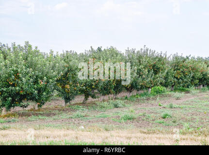 Apple Orchard. Reihen von Bäumen und die Frucht der Boden unter den Bäumen Stockfoto