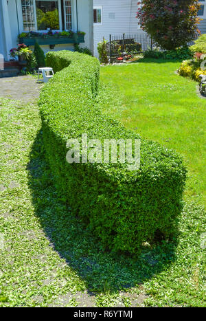 Grüne gekrümmte Hedge vor einem Haus. Frisch geschoren low profile Hedge Stockfoto