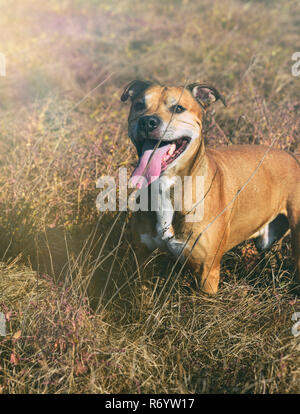 American Pit Bulls gehen auf die Natur Stockfoto