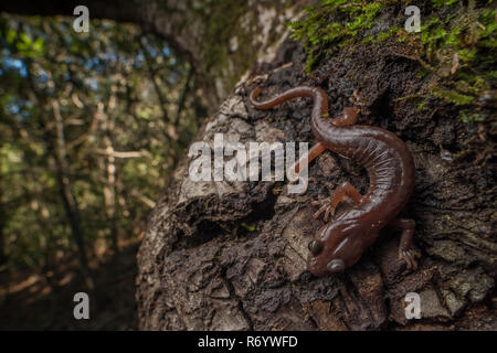 Eine salamander (Aneides Lugubris) auf einen Baum in Tilden Regional Park im Osten der Bay Area. Stockfoto