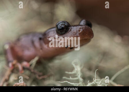 Eine Nahaufnahme des Gesichts eines arboreal Salamander (Aneides Lugubris) ein westlicher lungless salamander Arten aus Kalifornien. Stockfoto