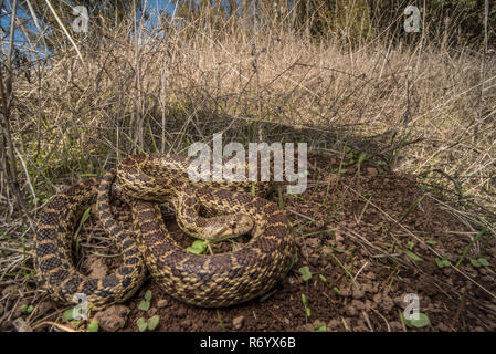 Pacific gopher snake (Pituophis catenifer catenifer) Aalen in der Sonne, um in westlichen Kalifornien zu warm. Stockfoto