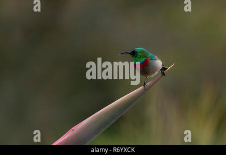 Südliche Doppel-collared Sunbird, Cinnyris chalybeus, auf saftigen thront. Kapstadt, Südafrika. Stockfoto