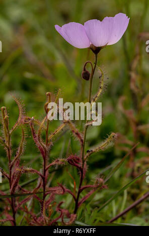 Rosa blühenden Sonnentau, Drosera cistiflora, in der Blume in nassen Wiesen, Darling, Western Cape, Südafrika. Stockfoto