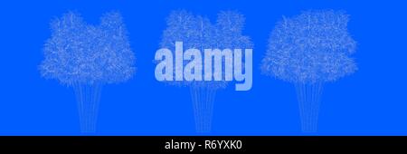 3D-Rendering von drei Bäumen als Linien auf blauem Hintergrund Stockfoto