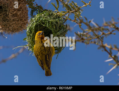 Männliche Cape Weaver, Ploceus capensis an seinem Nest in einem Fieber Baum, Acacia xanthophloea, Cederberg Mountains, Südafrika. Stockfoto