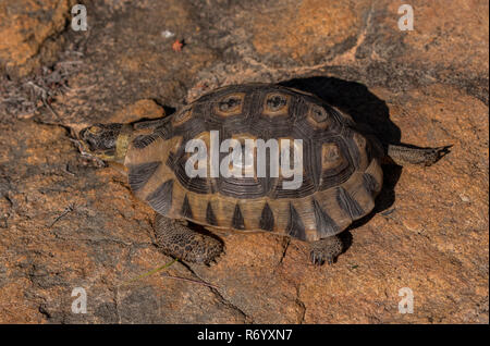 Anwinkeln Schildkröte, Chersina angulata, auf Fels in die Drakensberge, Südafrika. Stockfoto