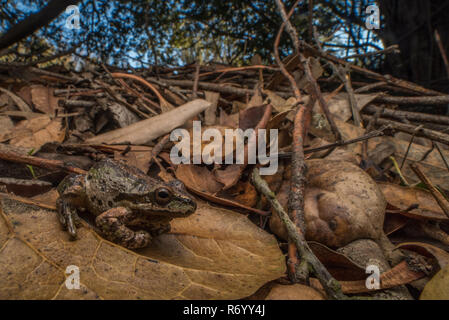 Eine Pazifische chorus Frosch von den Hügeln der East Bay Region an der Westküste von Kalifornien. Stockfoto