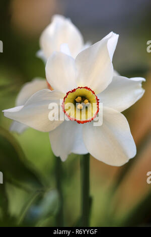 Weiß blühenden poetische narcissus Narcissus poeticus Stockfoto