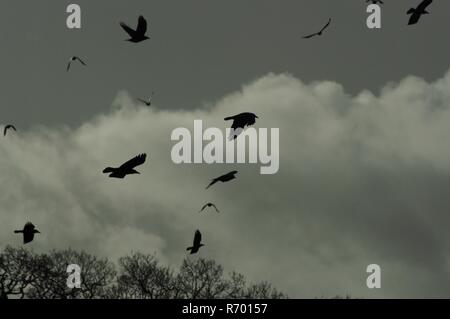 Silhouetted Rook Herde (Corvus frugilegus) über Winter bewaldeten Flächen. Powderham Immobilien, South Devon, Großbritannien. Stockfoto