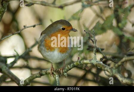 Robin (Erithacus Rubecula) in einer Hecke thront. Rasen Lock, Exeter, Devon, Großbritannien. Stockfoto