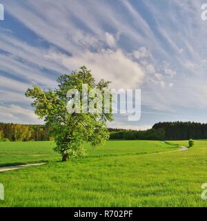 Baum Landschaft in Bielefeld - hillegossen am Fuße des Teutoburger Wald, Ostwestfalen - Lippe, Nordrhein - Westfalen, Deutschland Stockfoto