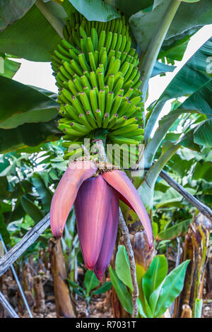 La Palma - hochkant Nahaufnahme der BlÃ¼te einer Bananenstaude in San Andres Stockfoto