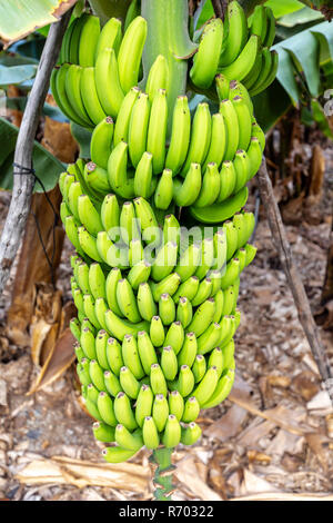 La Palma - Bananenstaude in San Andres Stockfoto