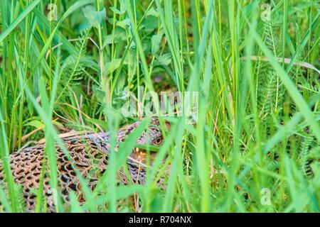 Weibliche gemeinsame Fasan sitzt in seinem Nest im Gras Stockfoto