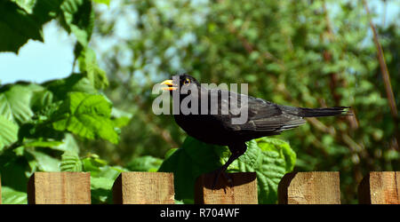 Männliche Amsel (Turdus merula) Stockfoto