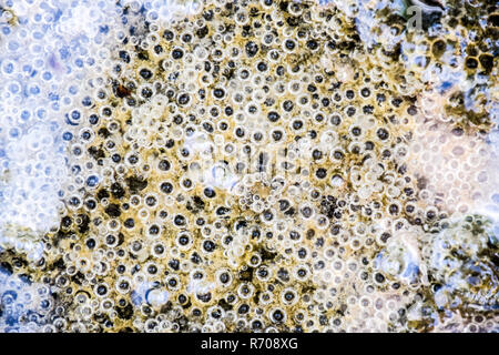 Luftblasen im Schlamm und Schlick unter Wasser. Hintergrund der Blasen, Oberflächenstruktur. Stockfoto