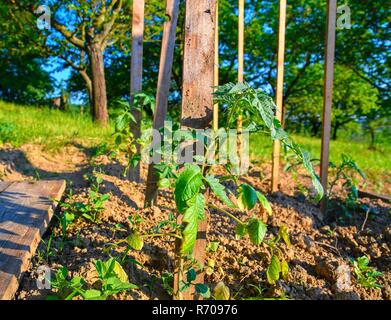 Junge Tomaten in ländlichen Garten. Gartenarbeit Konzept. Sun Flare, close-up. Stockfoto